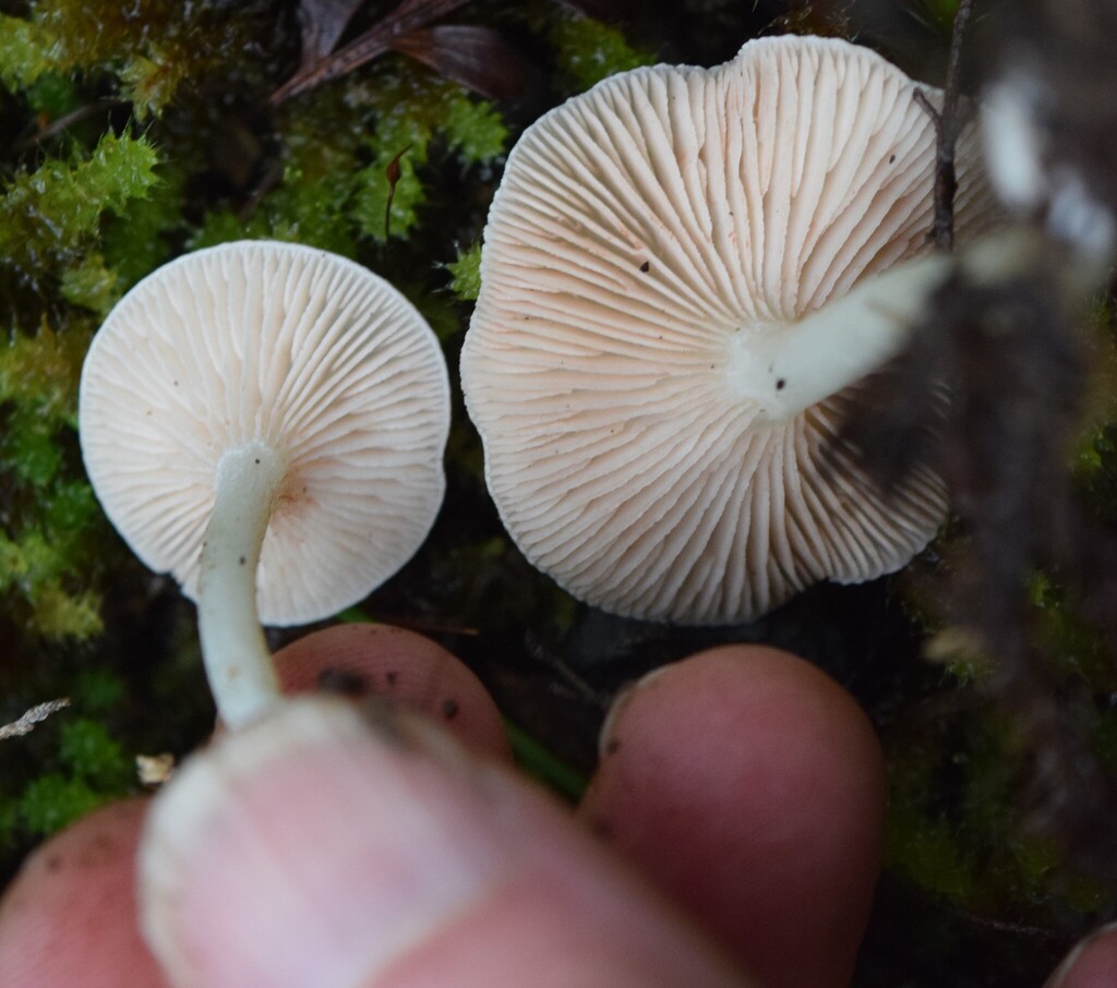 Entoloma peralbidum
