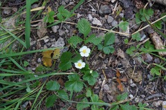 Fragaria vesca bracteata