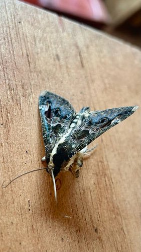 Sundowner moth