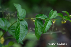 Vincetoxicum forrestii, photograph Wang.QG, CC BY, iNaturalist via GBIF