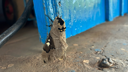 Arrow Sphinx