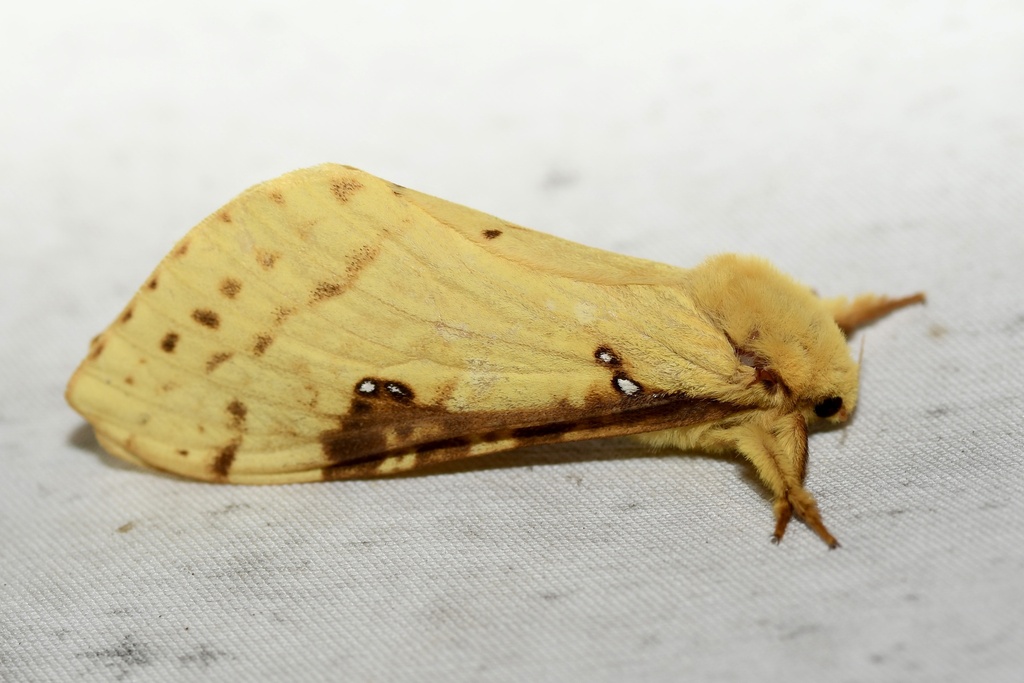 Willow Ghost Moth