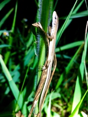 Takydromus stejnegeri