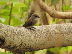 Muscicapa aquatica