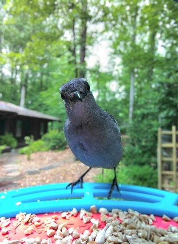 Gray Catbird photographed in Maryland