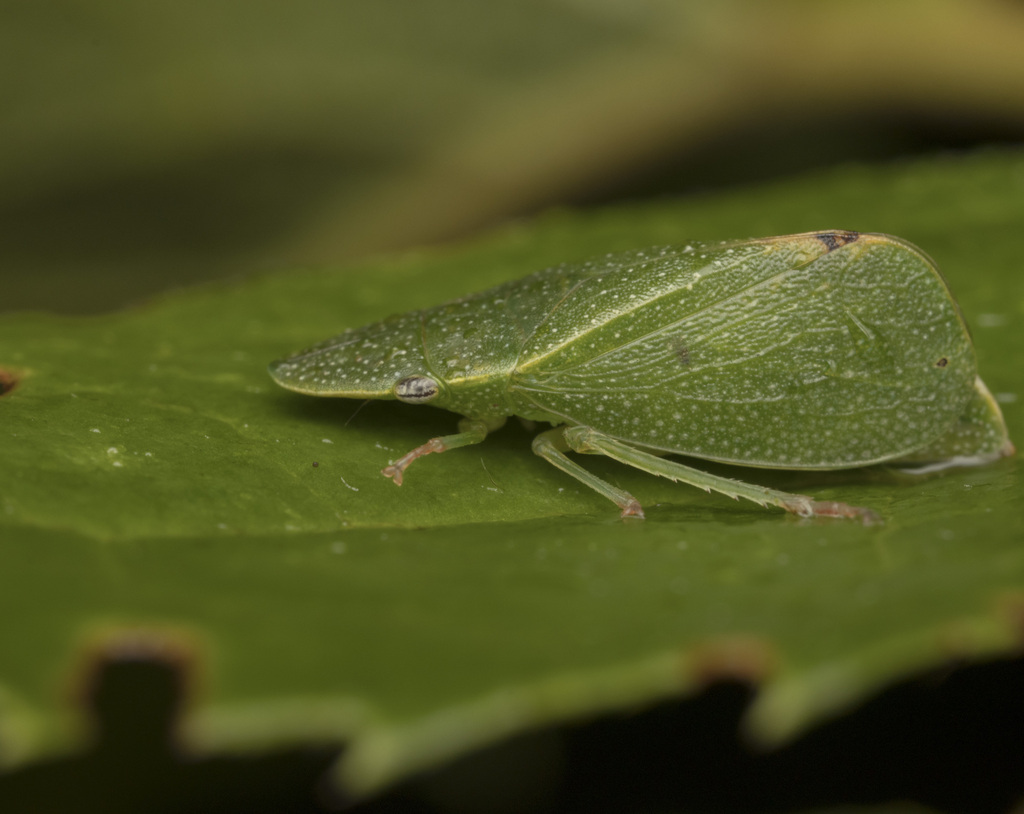 Hespenedra chilensis