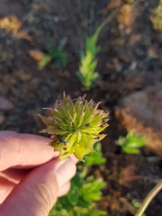 Dimorphotheca spectabilis