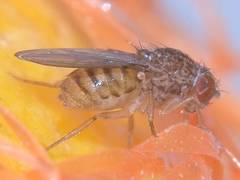 Drosophila repleta