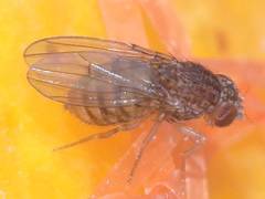 Drosophila repleta
