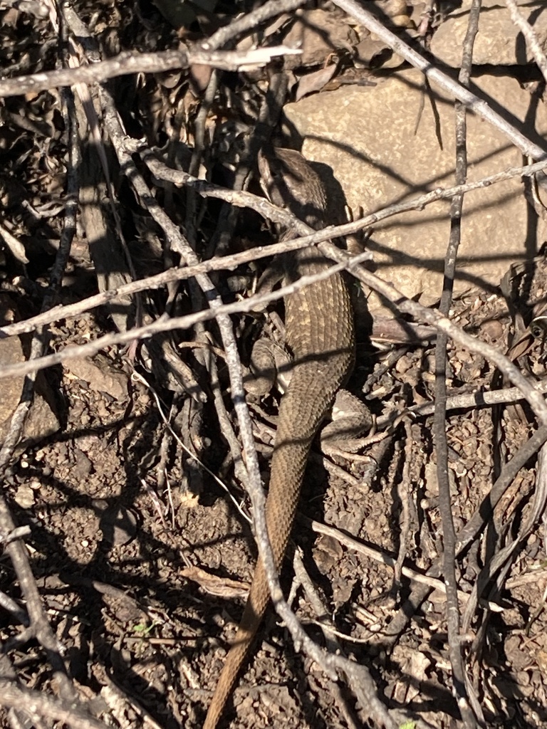 Shining Tree Iguana