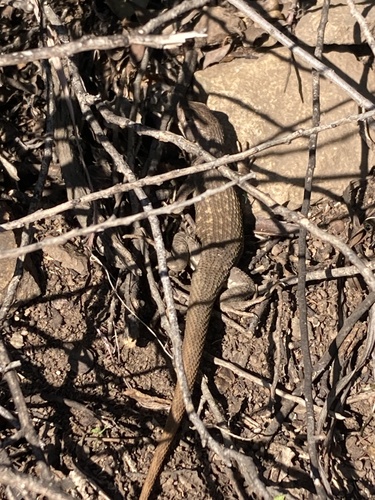 Shining Tree Iguana