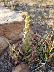 Crassula capitella nodulosa