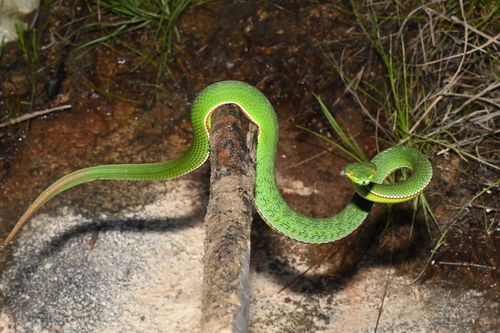 Chinese Green Tree Viper