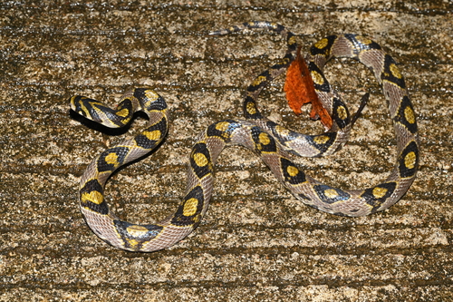 Mandarin Ratsnake