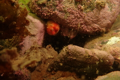Halocynthia pyriformis
