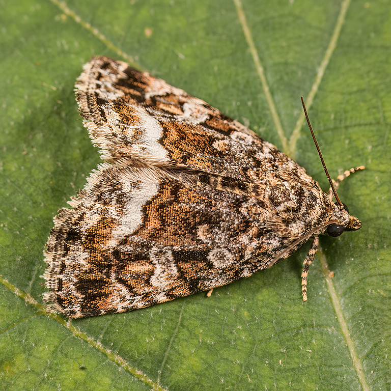 Marbled White-spot