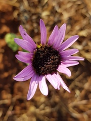 Dimorphotheca spectabilis