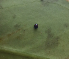 Serangium maculigerum