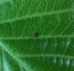 Serangium maculigerum