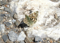 Muschampia lavatherae