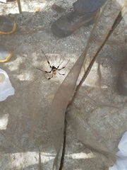 Trichonephila clavipes image