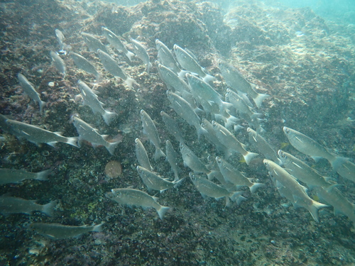 Mullet (Chaenomugil proboscideus) — Mugilidae — 3