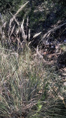 Muhlenbergia dubia