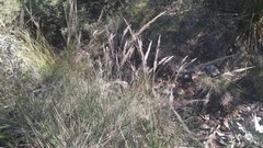 Muhlenbergia dubia