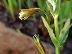 Mimulus strictus image