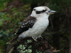 Laughing Kookaburra photo 2