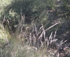 Muhlenbergia dubia