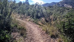 Muhlenbergia dubia