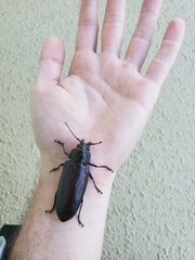 Archodontes melanopus