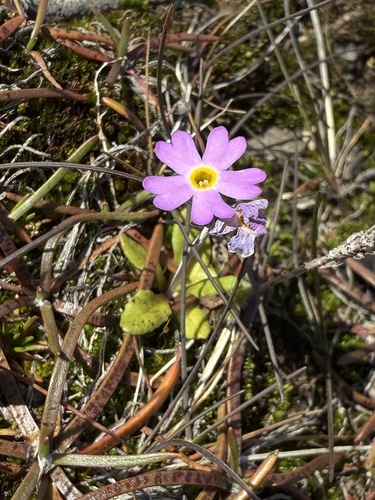Bird-eye primrose