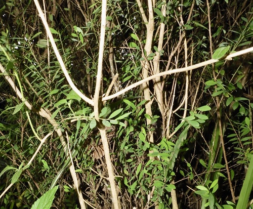 Cuphea hyssopifolia