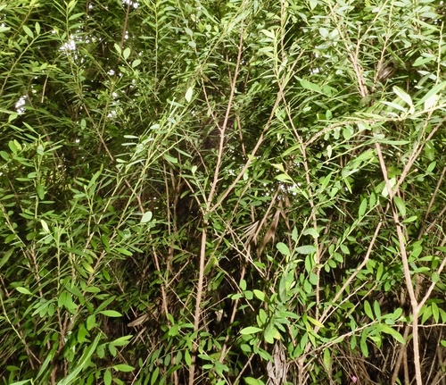 Cuphea hyssopifolia