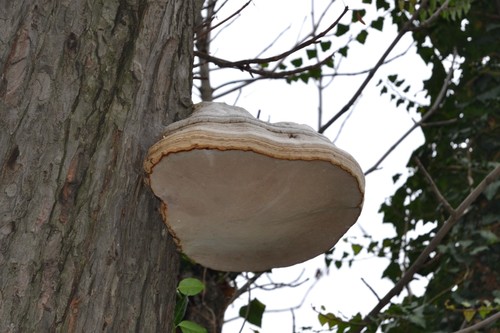 Tikroji pintis nuotrauka