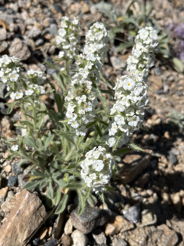 Waterton Lakes Cryptantha
