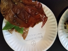 Phyllosticta subeffusa