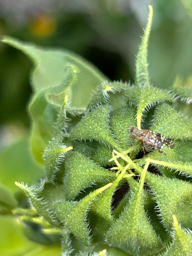 Unknown species found near S 2950 Road E, Declo, ID, US