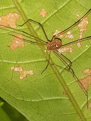 Cynorta conspersa