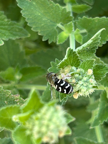 Unknown species found near S 2950 Road E, Declo, ID, US