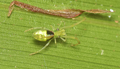 Miagrammopes flavus