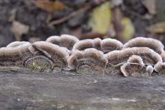 Trametes versicolor