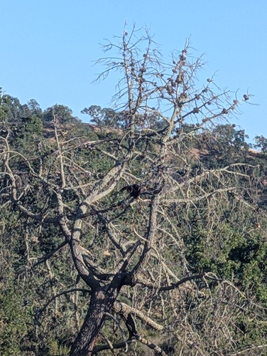 iNaturalist observation photo of Bald Eagle