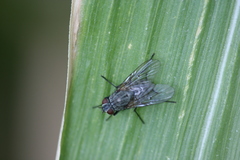 Helina evecta