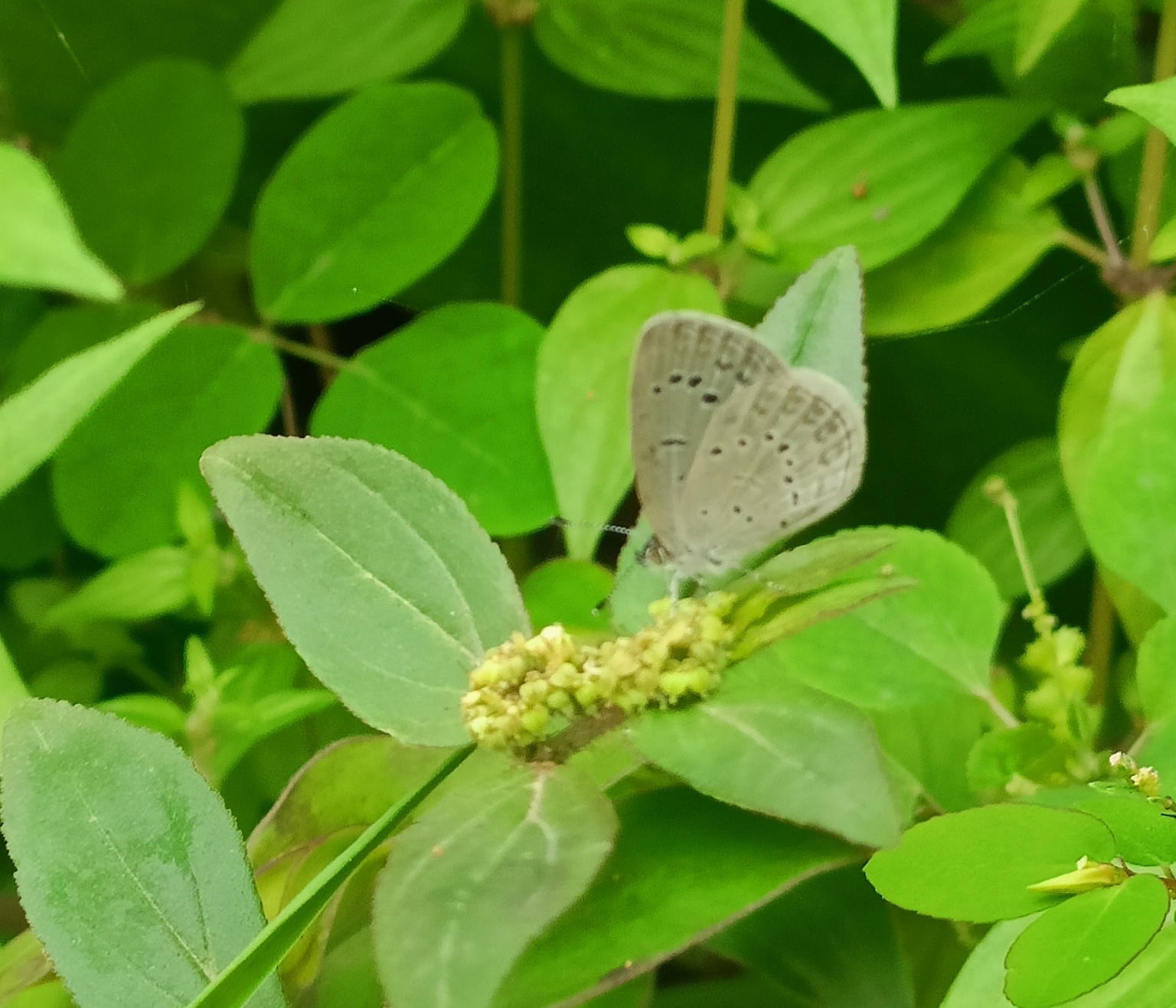 Pale Grass Blue