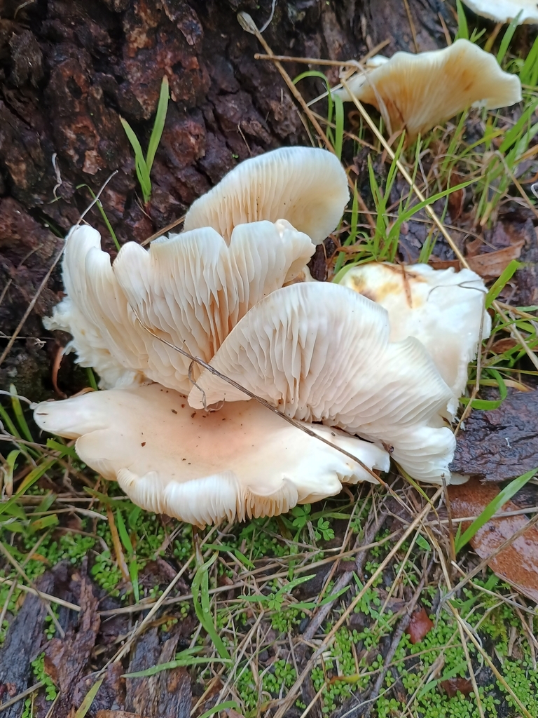 Omphalotus nidiformis · July 2025 · photo: © robgordon (iNaturalist, cc0)