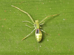 Miagrammopes flavus