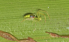 Miagrammopes flavus